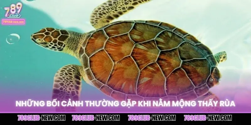 Các trường hợp chiêm bao thấy rùa phổ biến