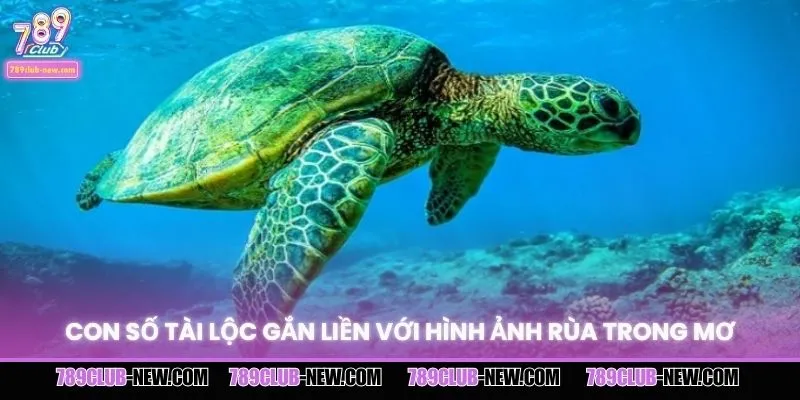 Gợi ý con số liên quan giấc mơ rùa