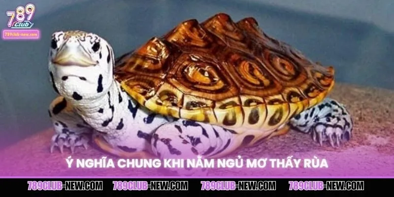 Giải mã ý nghĩa của giấc mơ thấy rùa dễ hiểu