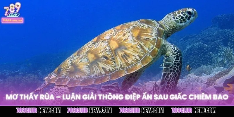 Mơ Thấy Rùa – Luận Giải Thông Điệp Ẩn Sau Giấc Chiêm Bao